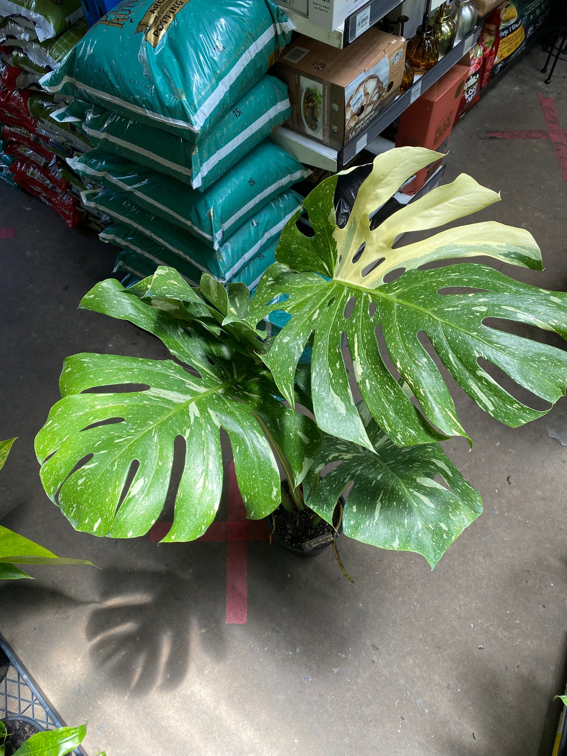 monstera thai constellation mature Monstera Thai Constellation Plant