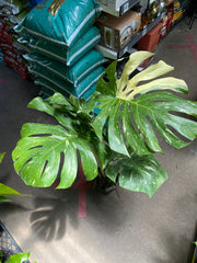 MONSTERA DELICIOSA THAI CONSTELLATION 180MM