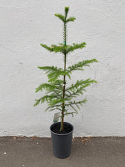 Araucaria heterophylla 20cm front view