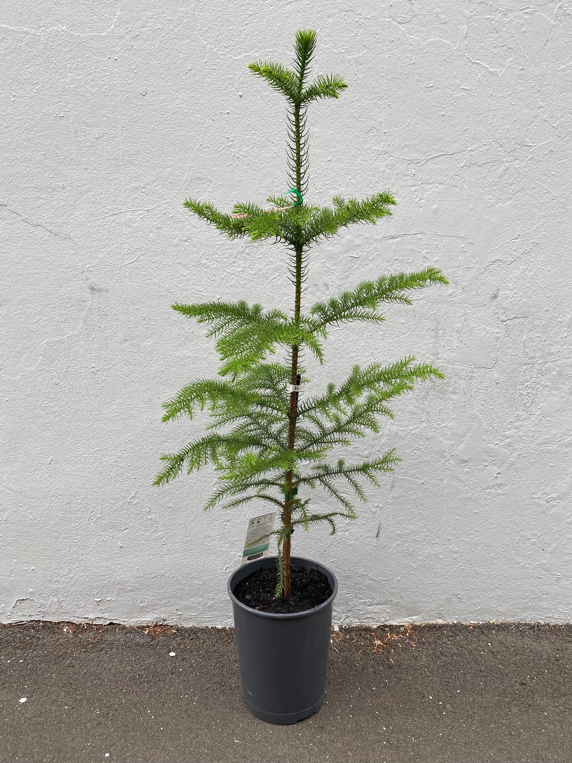 Araucaria heterophylla 20cm front view