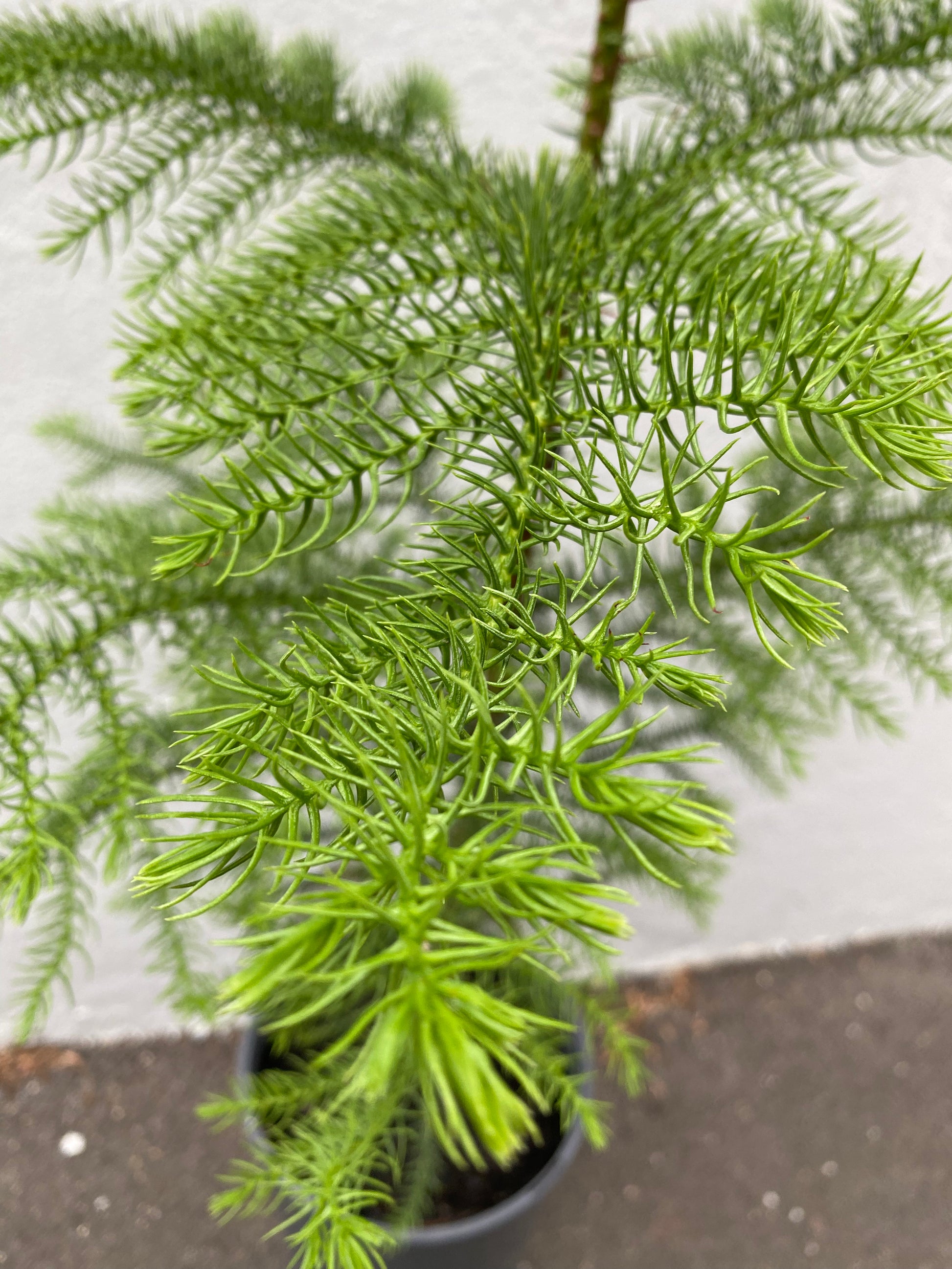 Araucaria heterophylla 20cm detail view