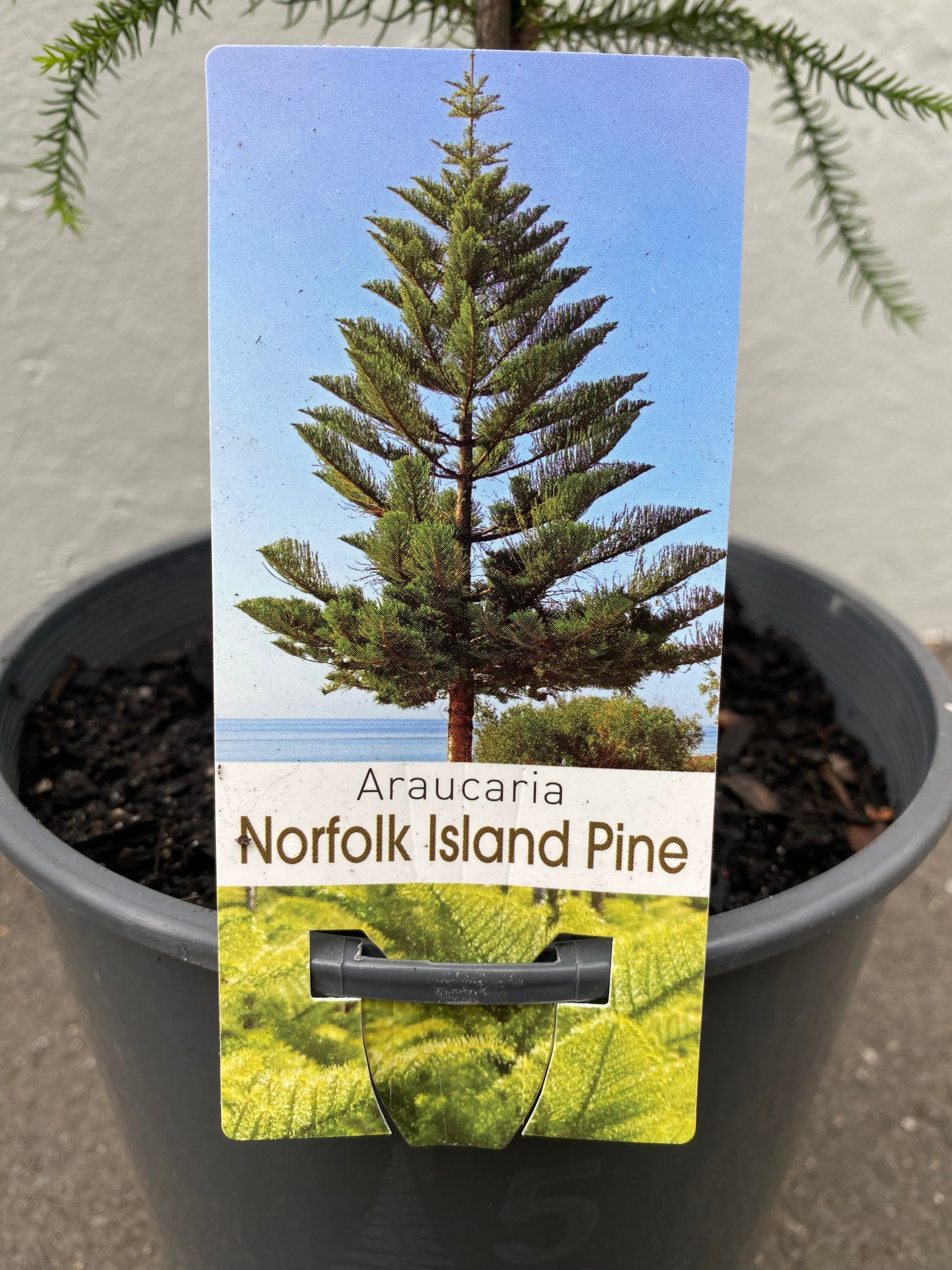 Araucaria heterophylla 20cm additional angle