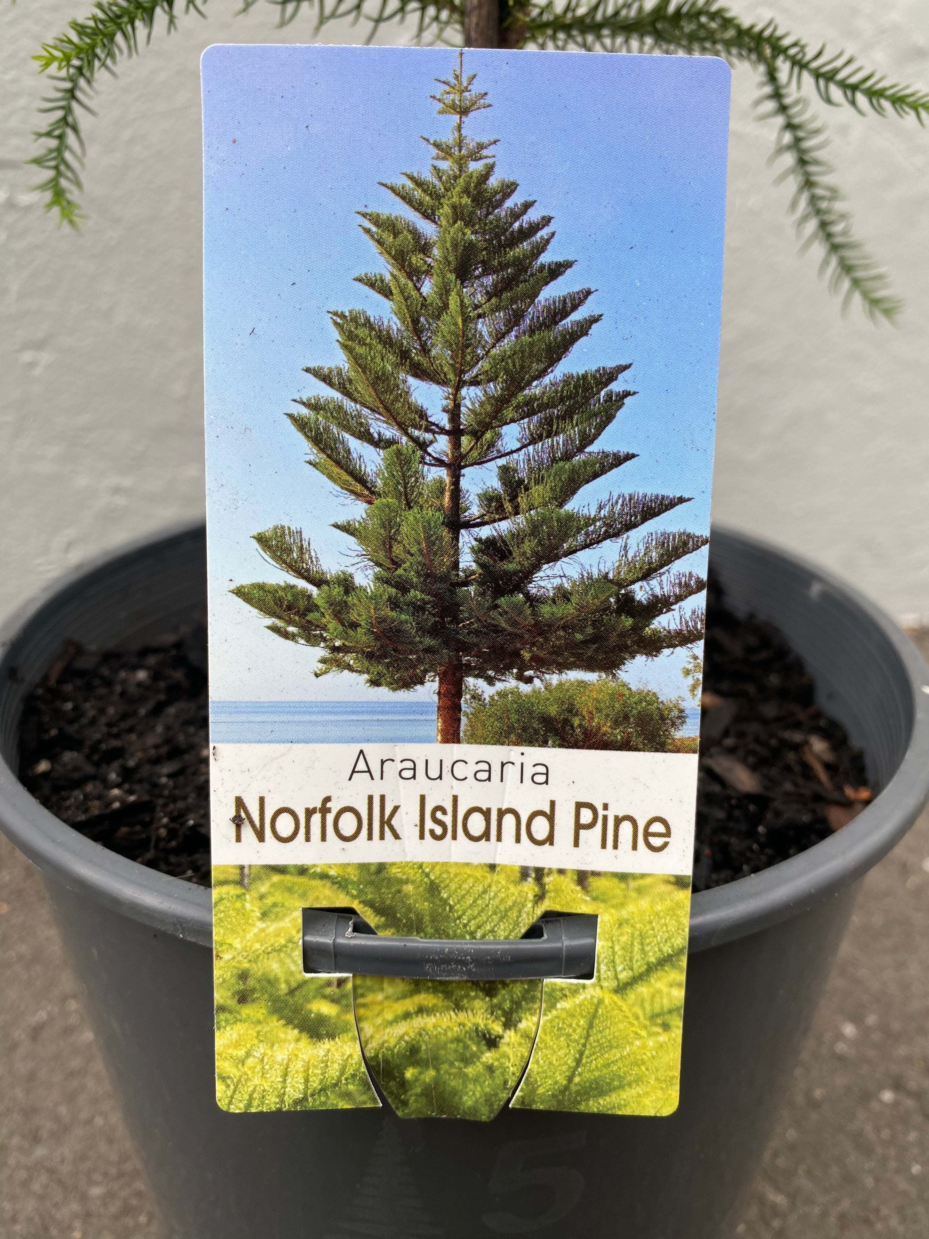 Araucaria heterophylla 20cm additional angle
