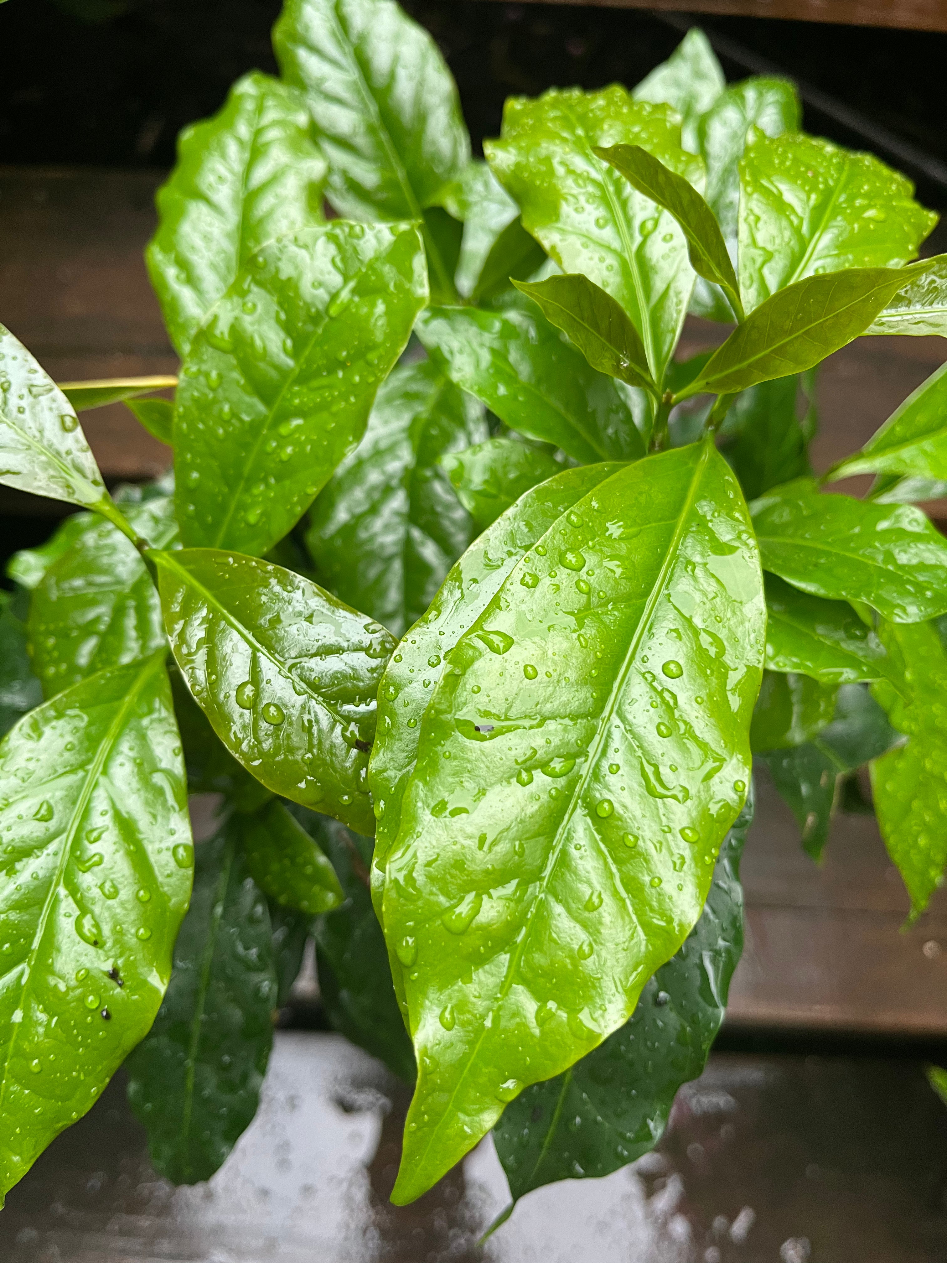 Coffee Plant detail view
