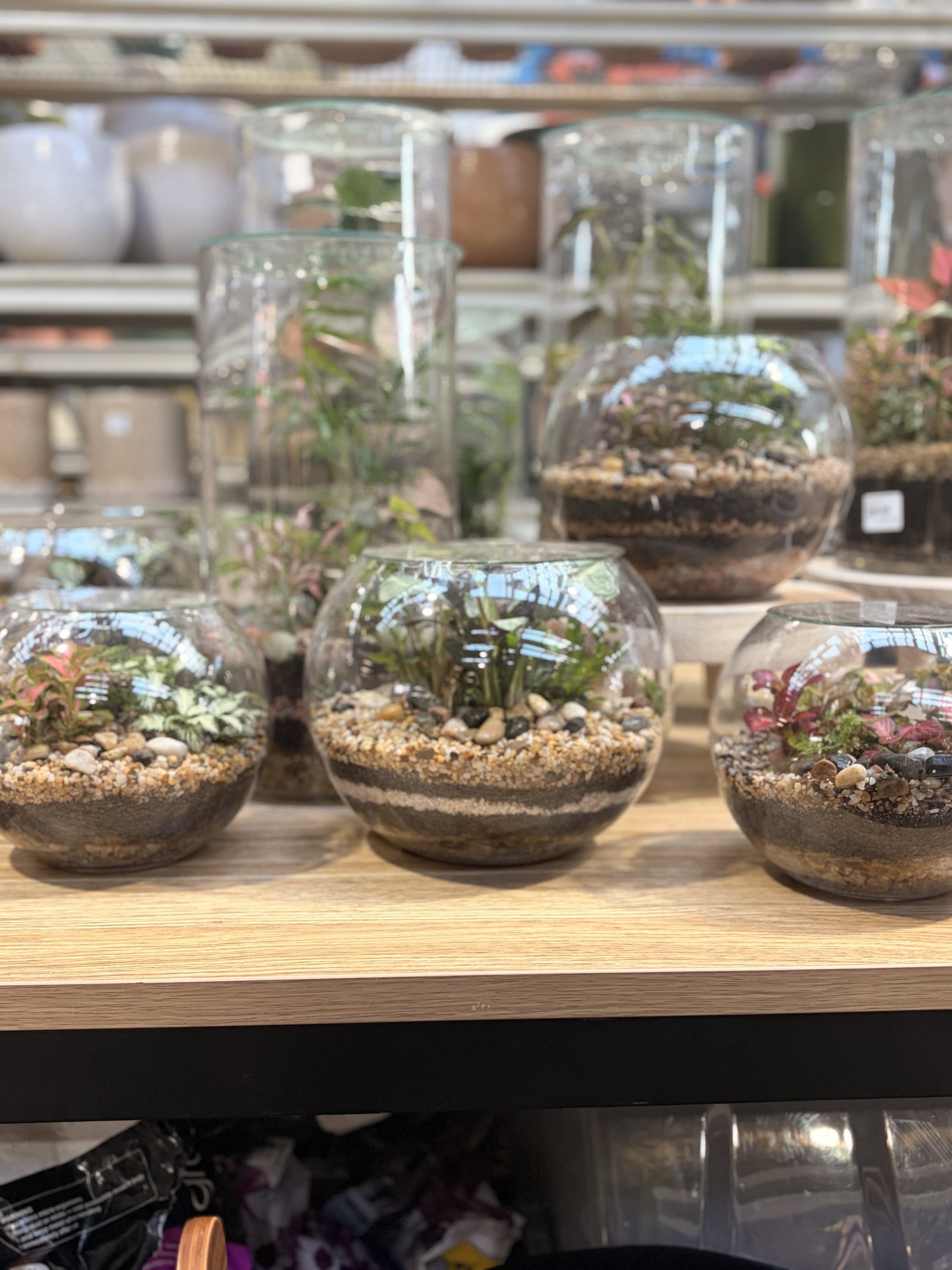 Row of finished fishbowl terrariums on a shelf at Newtown Garden Market in Newtown
