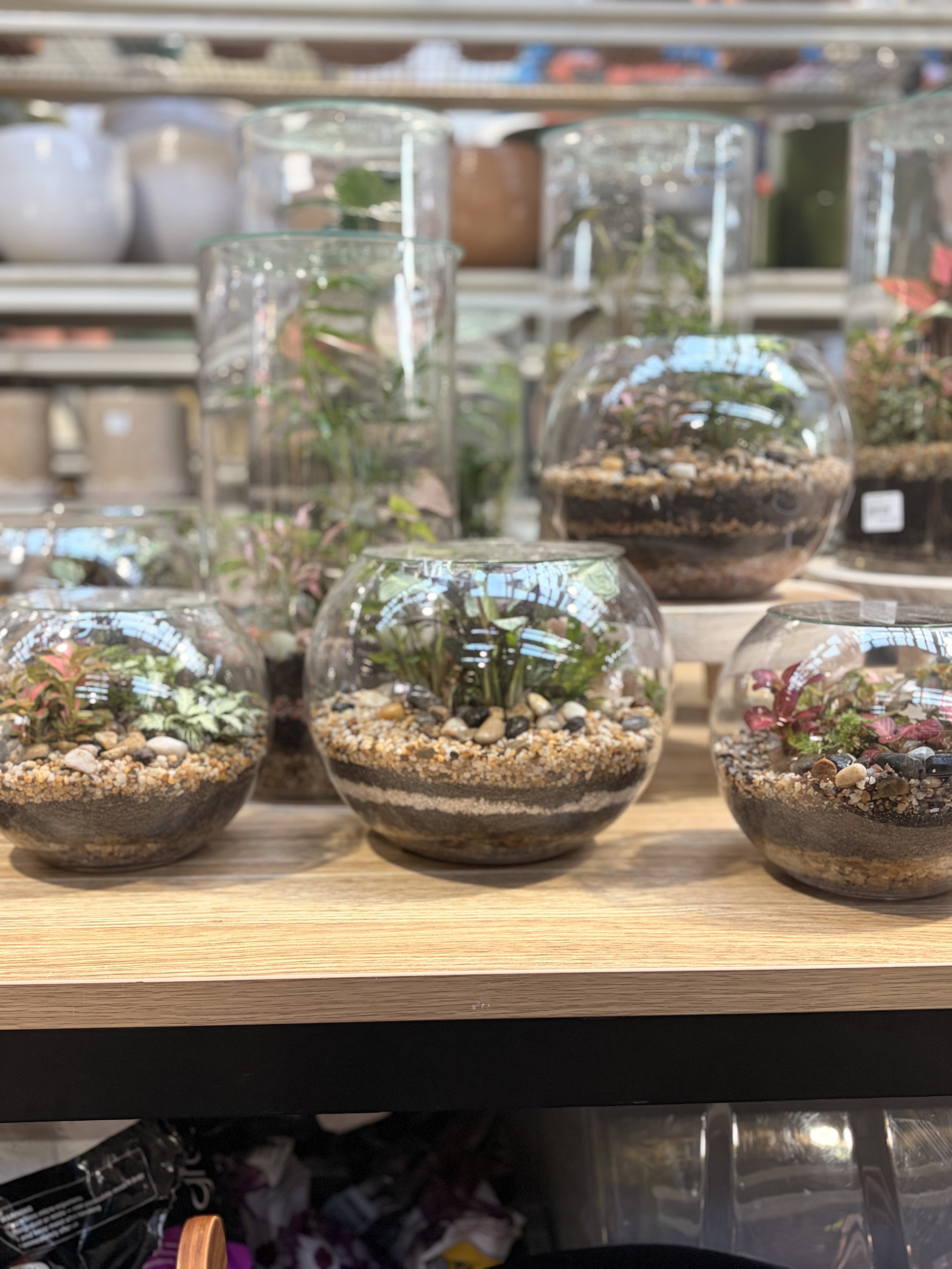 Row of finished fishbowl terrariums on a shelf at Newtown Garden Market in Newtown