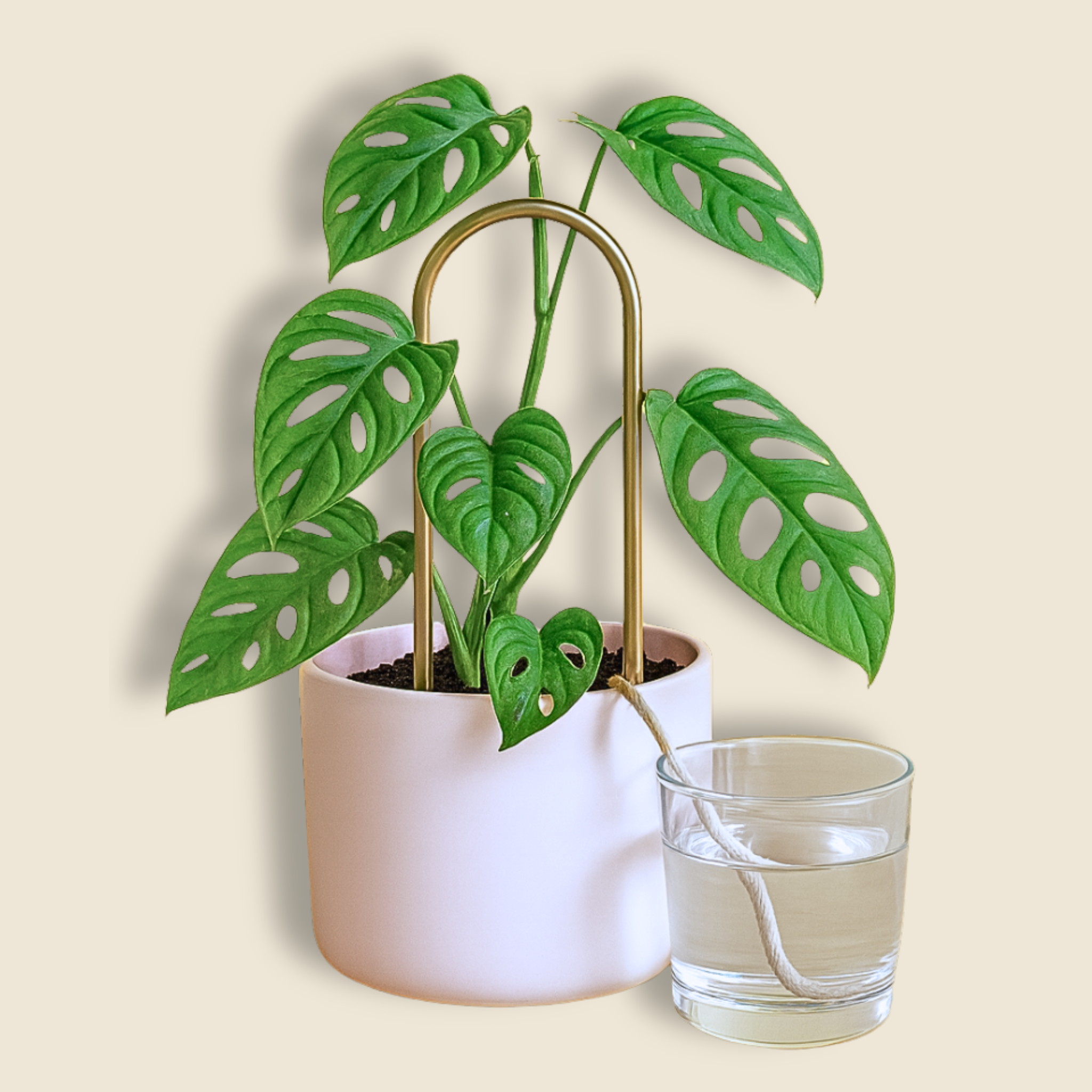 Self-Watering Plant Climber - Case of 6