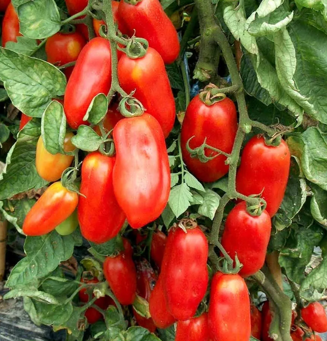 Little Veggie Patch Co - Tomato 'San Marzano' Heirloom Seeds