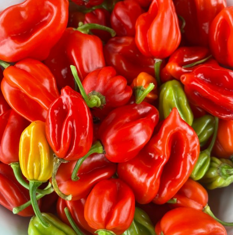 Little Veggie Patch Co - Chilli 'Habanero Mixed' Heirloom Seeds