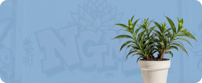 Newtown Garden Market