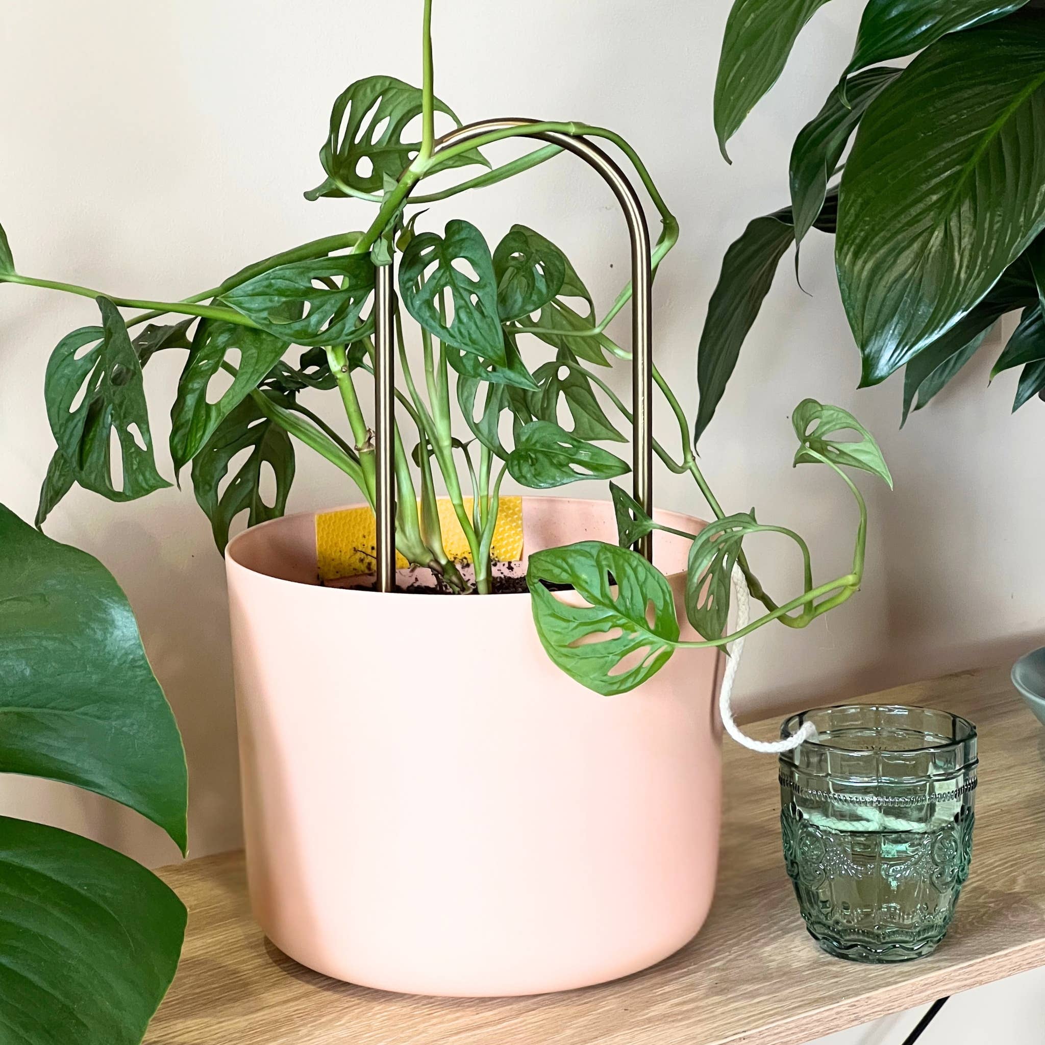 Self-Watering Plant Climber - Case of 6