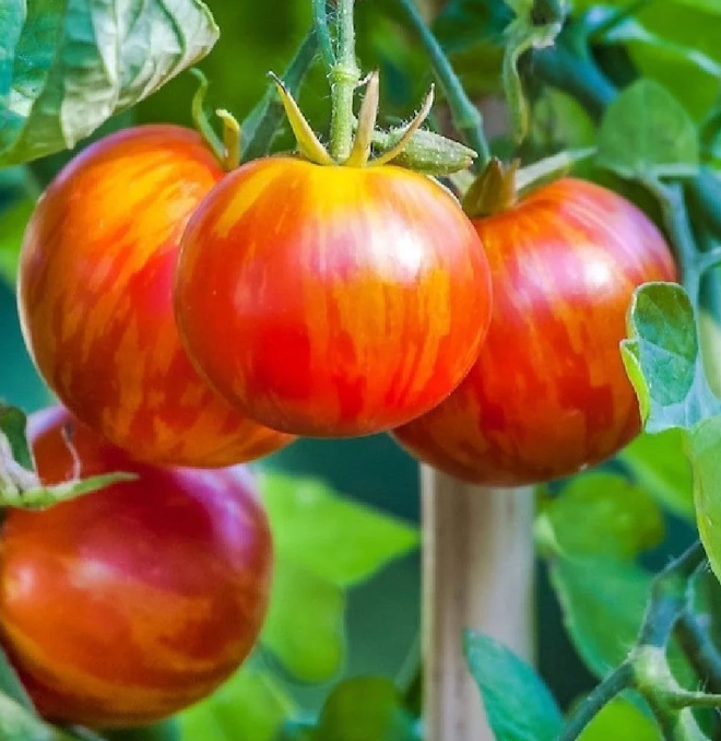 Little Veggie Patch Co - Tomato 'Tigerella' Heirloom Seeds