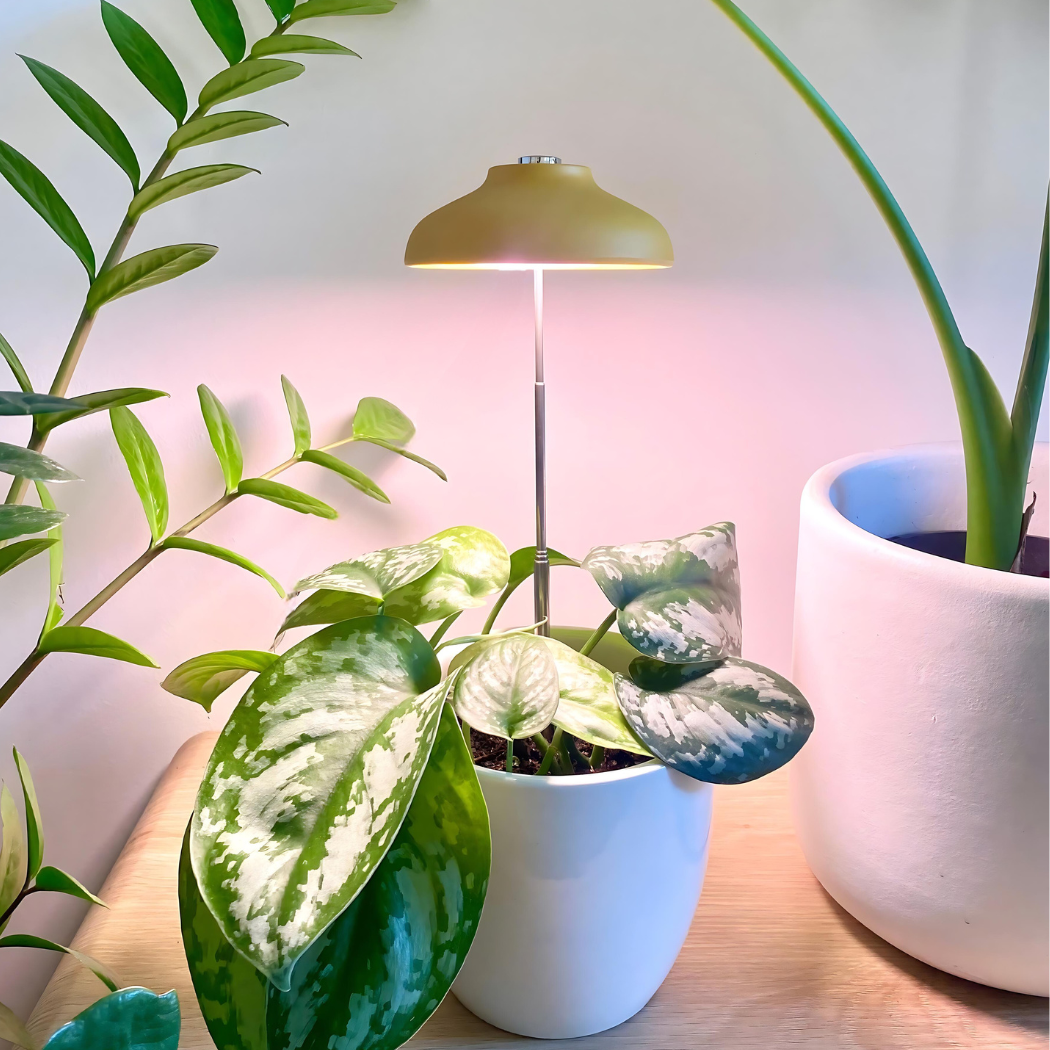 Instant Sun Grow Lamp - Case of 6