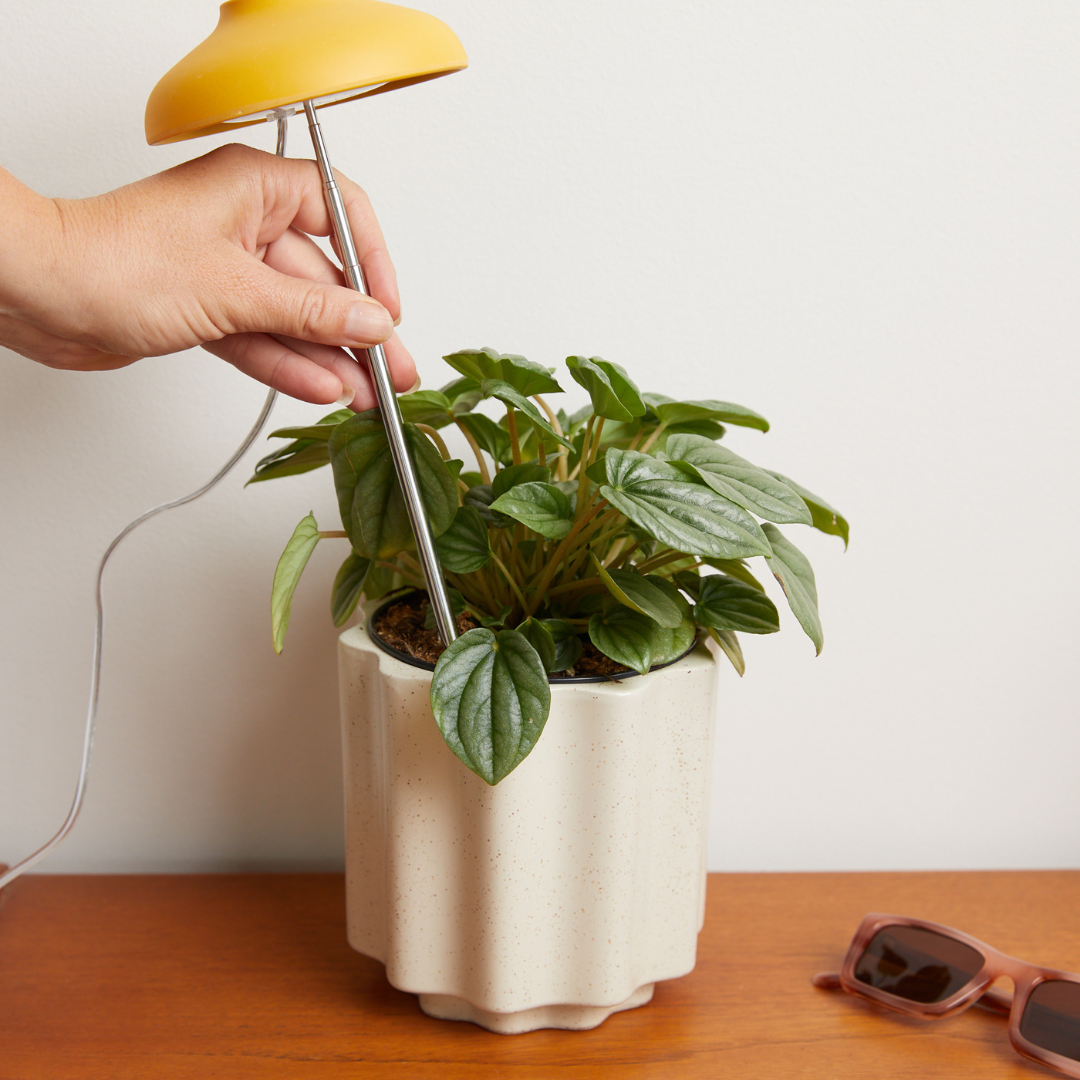 Instant Sun Grow Lamp - Case of 6