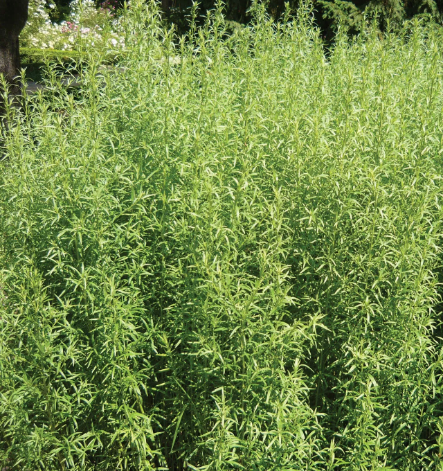 Little Veggie Patch Co - Tarragon 'Russian' Heirloom Seeds