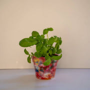 Recycled Plastic Pot Plant — Eco Gift, Australian Made: Fruit Salad (Limited Edition) / With Drainage Hole / Single