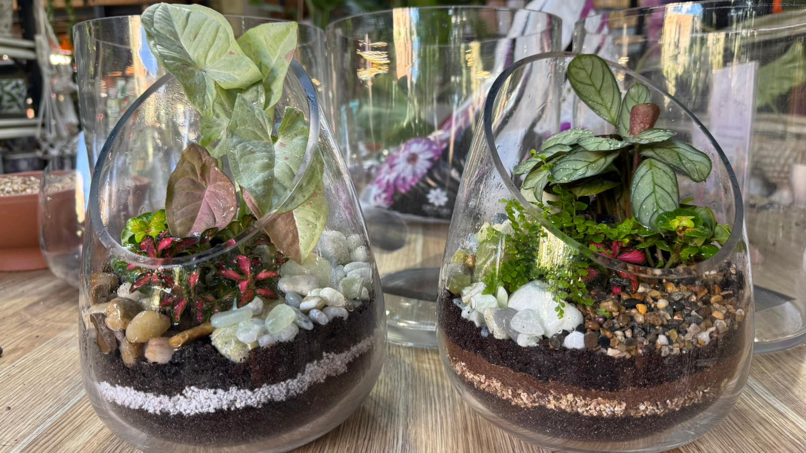 Two completed glass terrariums side by side from a Newtown Garden Market workshop