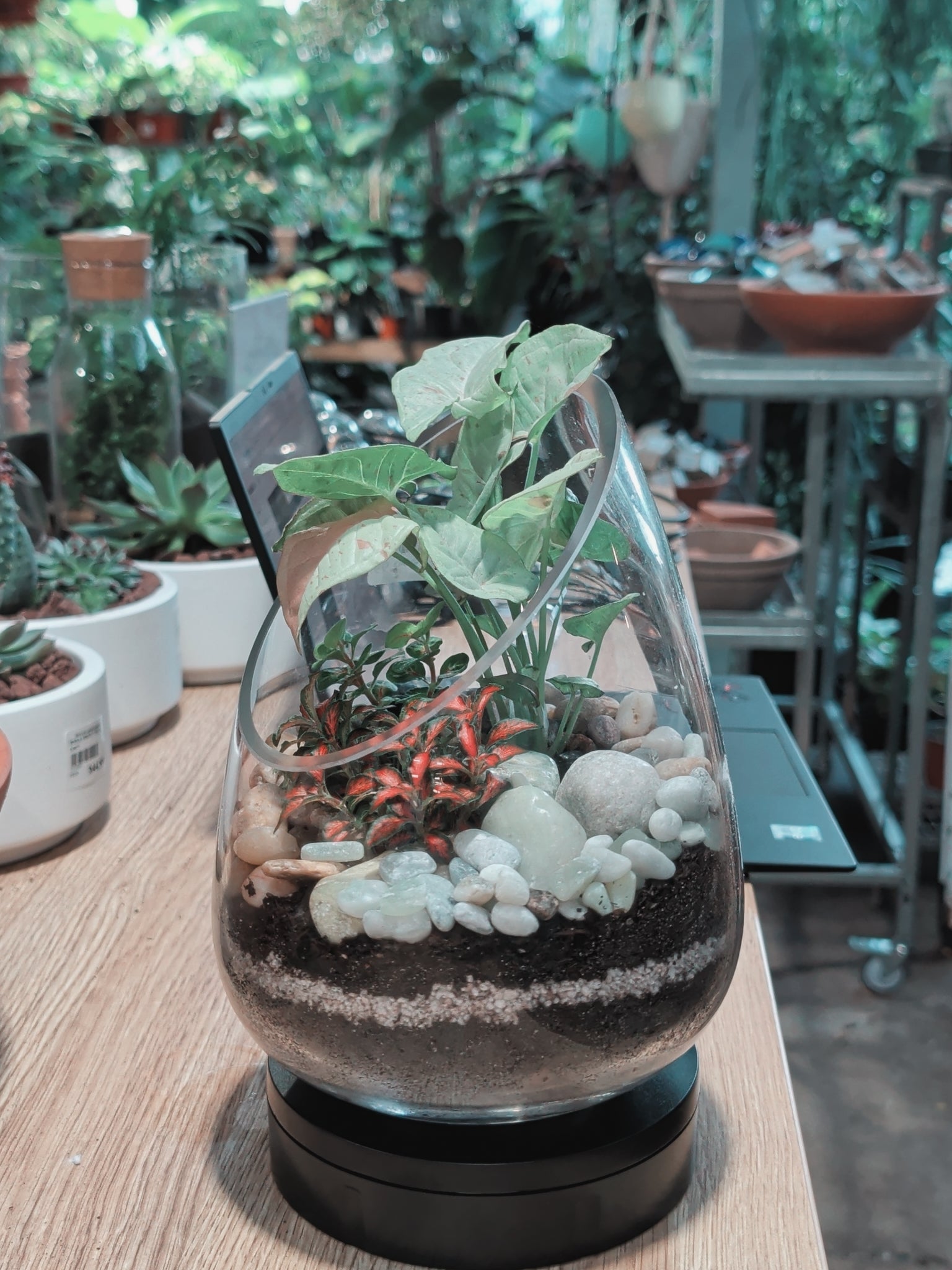 Teardrop glass terrarium with syngonium and fittonia plants from NGM workshop