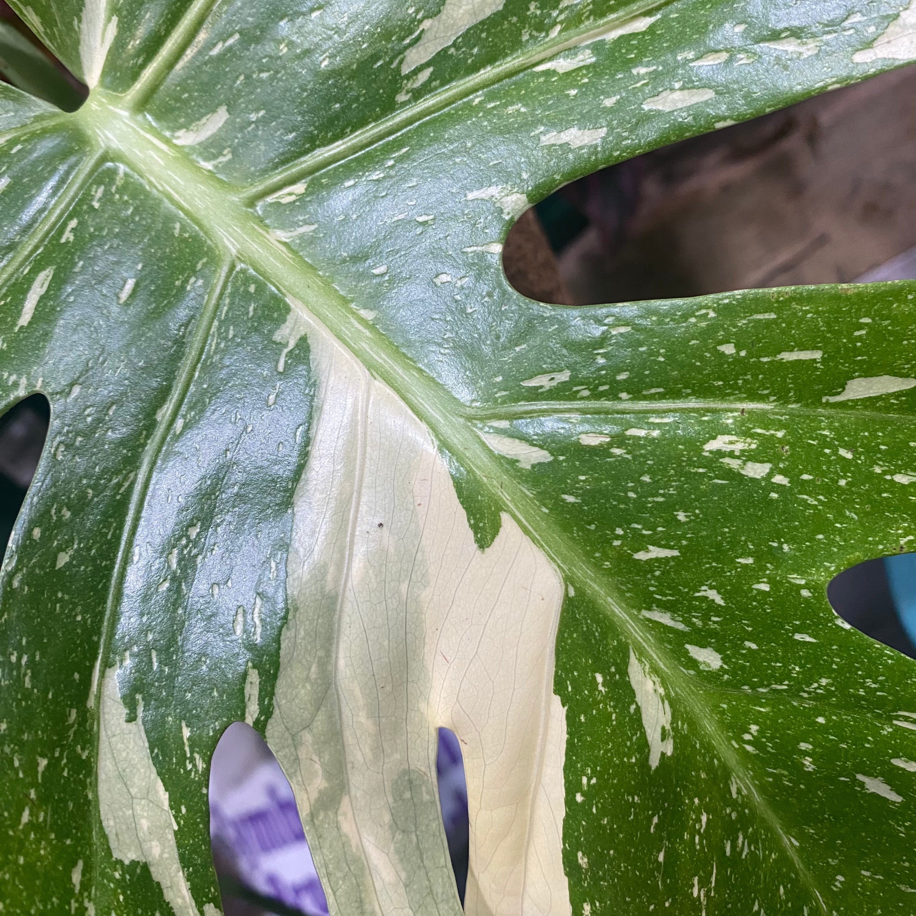 Monstera Thai Constellation leaf close-up showing variegation pattern and texture