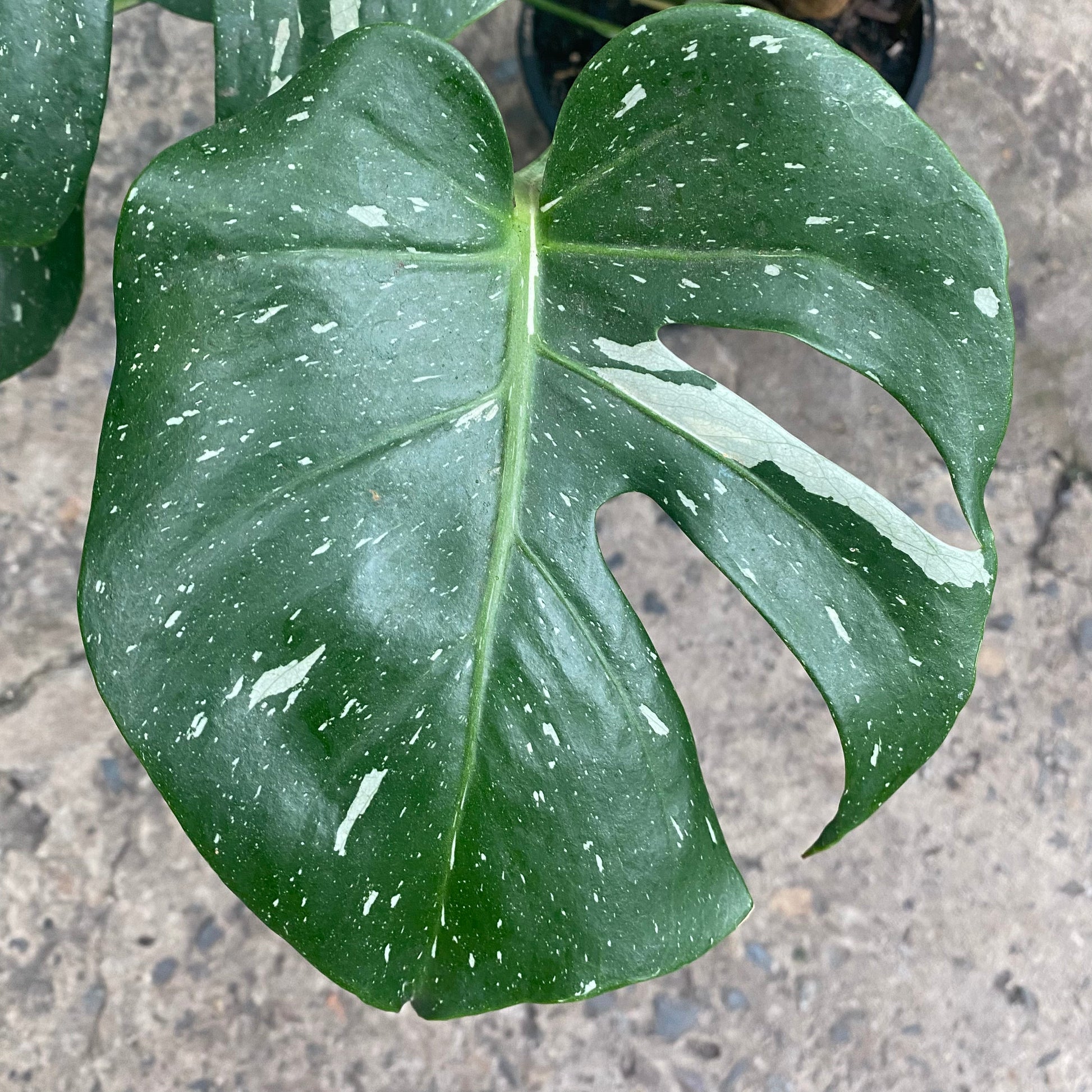 Monstera Thai Constellation foliage detail