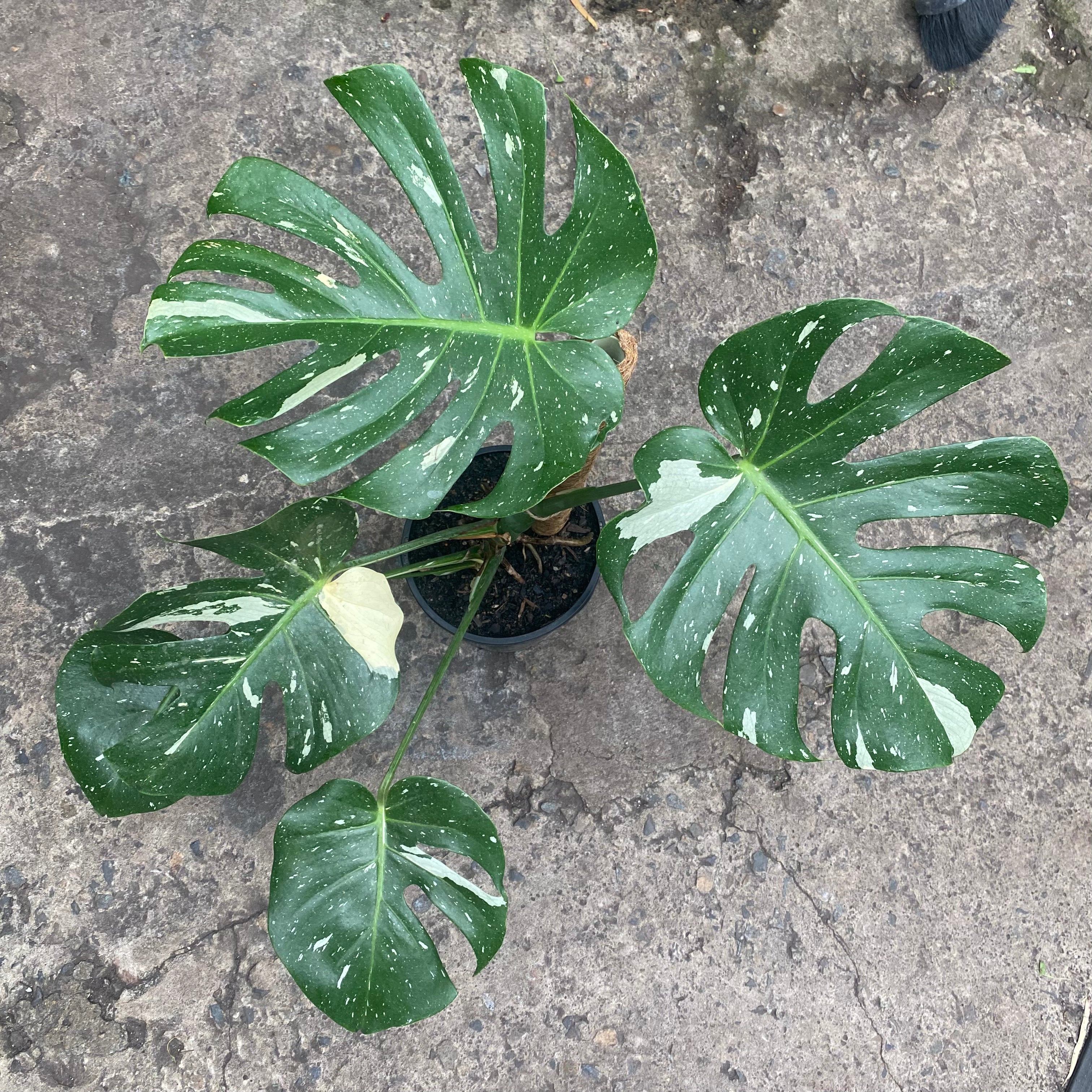 Monstera Thai Constellation in nursery pot showing full plant and leaf shape