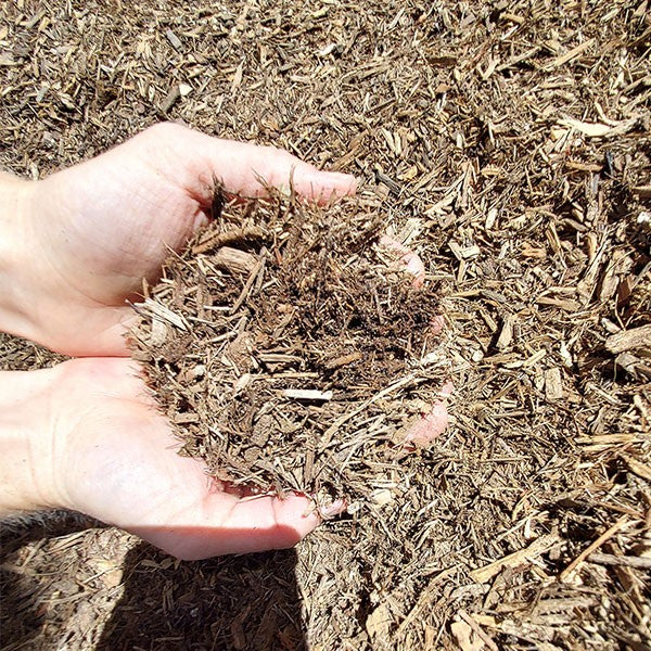 Mulch Eucy close-up showing texture and colour