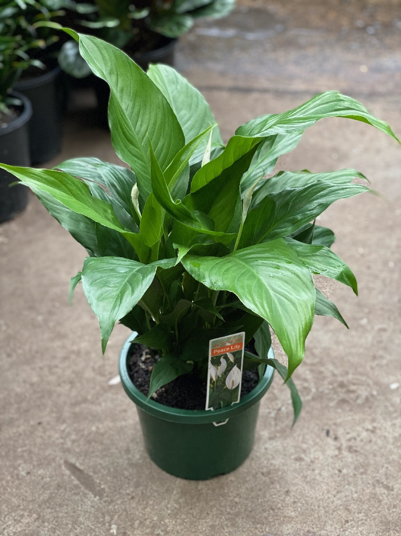 Peace Lily Assorted in nursery pot showing foliage and white flower