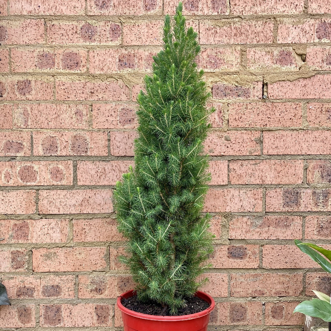 Picea Christmas Star 250mm front view