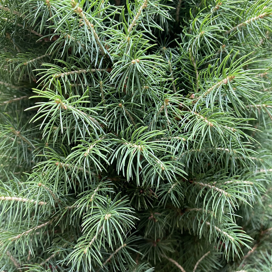 Picea Christmas Star 250mm detail view