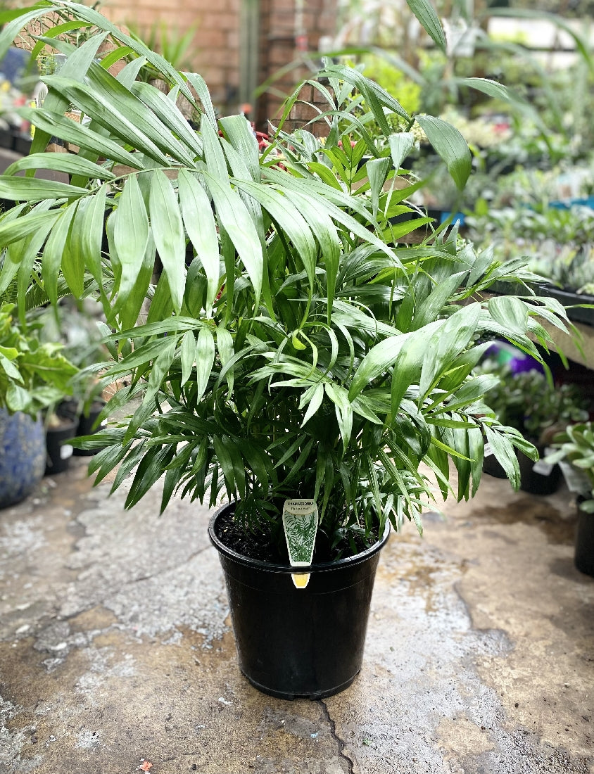 CHAMAEDOREA ELEGANS 25CM