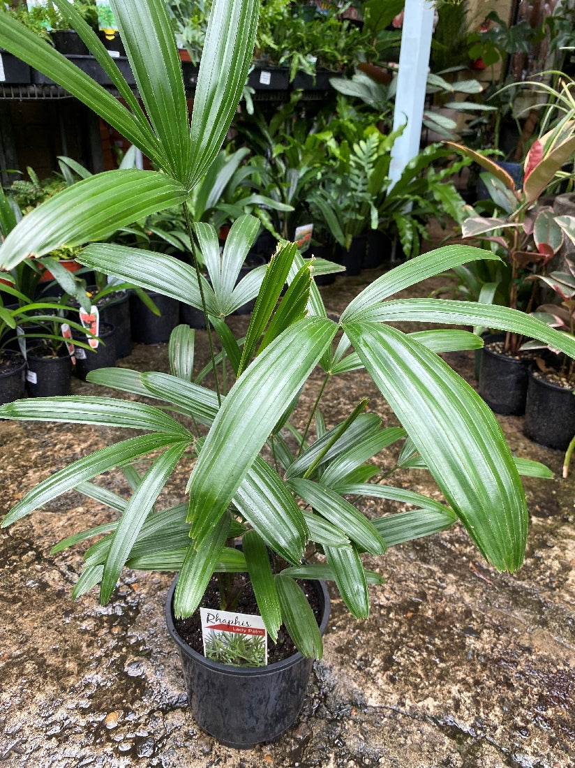 Lady Palm in nursery pot showing arching green fronds