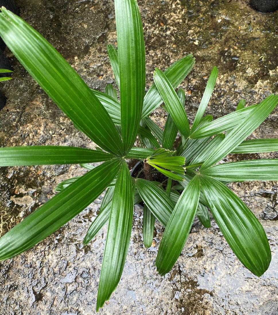 Lady Palm frond close-up