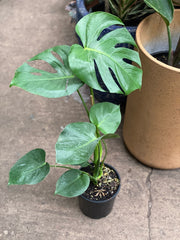 Monstera Deliciosa in nursery pot showing full plant and leaf shape