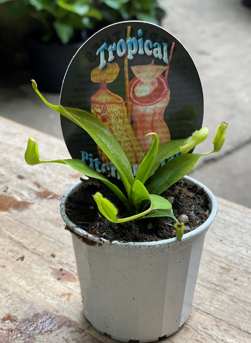 Nepenthes Alata in pot showing hanging pitcher traps