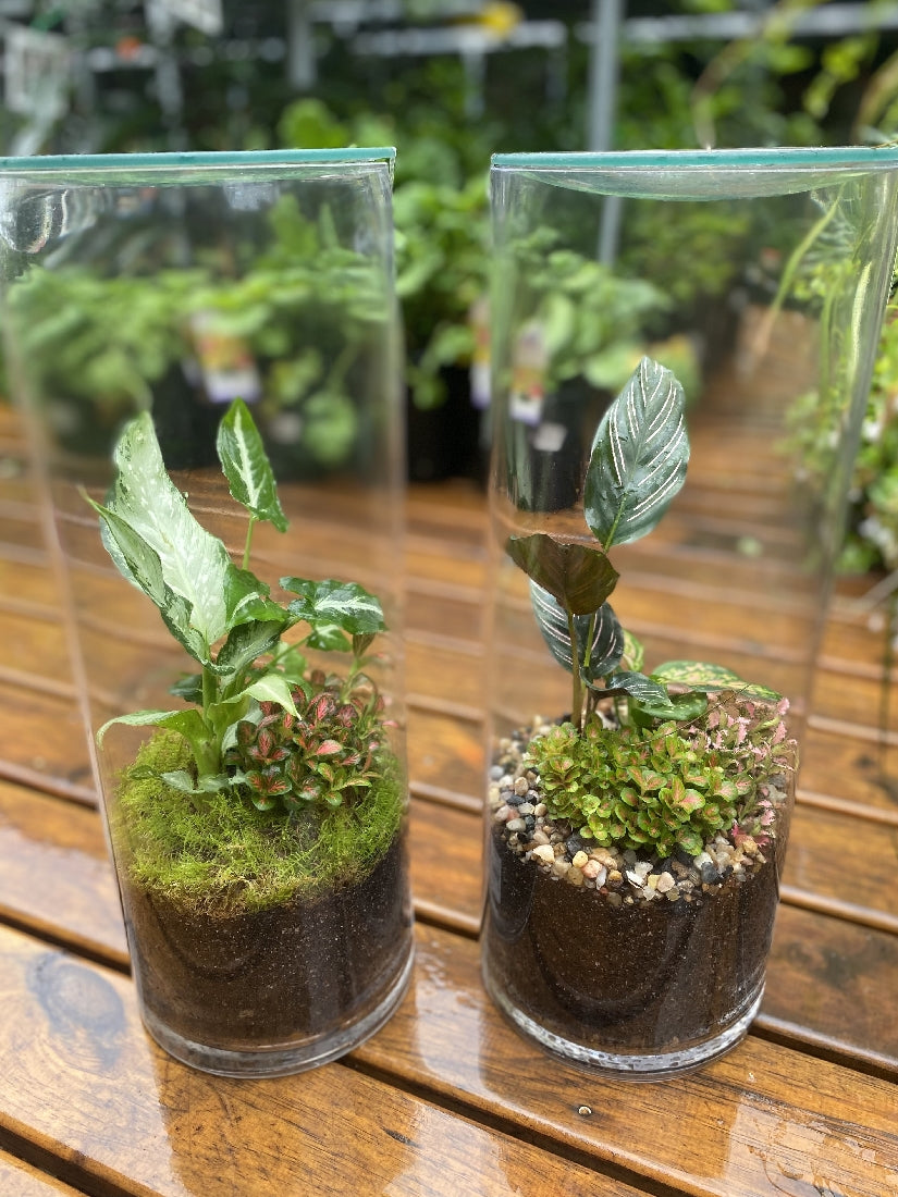 Forest Tropic Terrarium showing planted miniature garden with moss and foliage