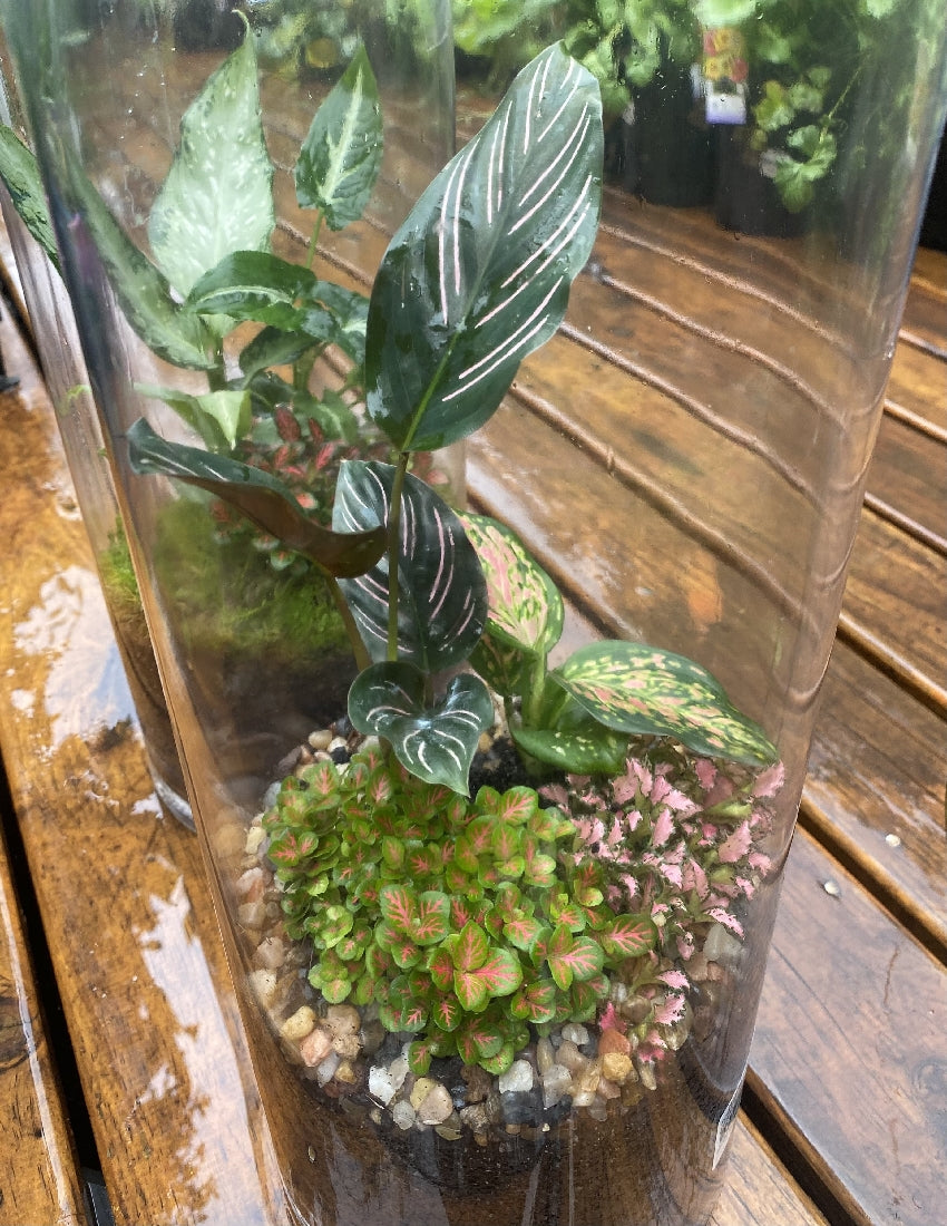 Forest Tropic Terrarium close-up of interior plants and arrangement