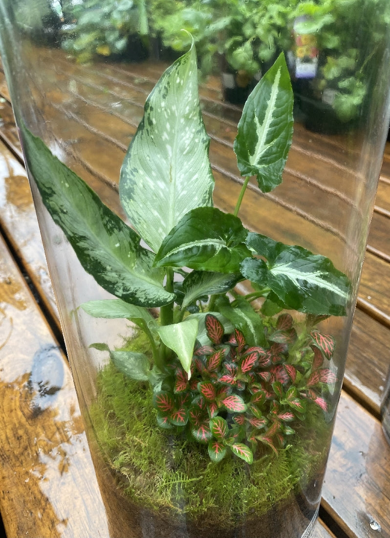 Forest Tropic Terrarium close-up of interior plants and arrangement