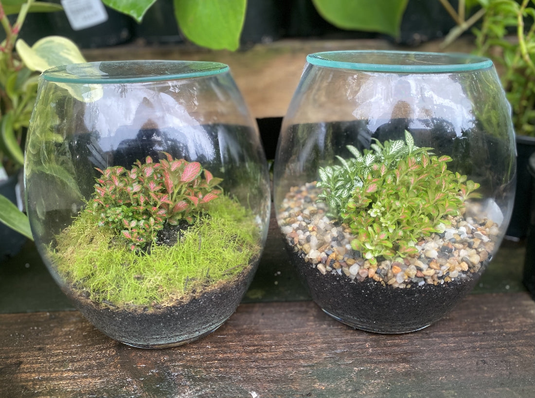 Forest Mini Terrarium showing planted miniature garden with moss and foliage