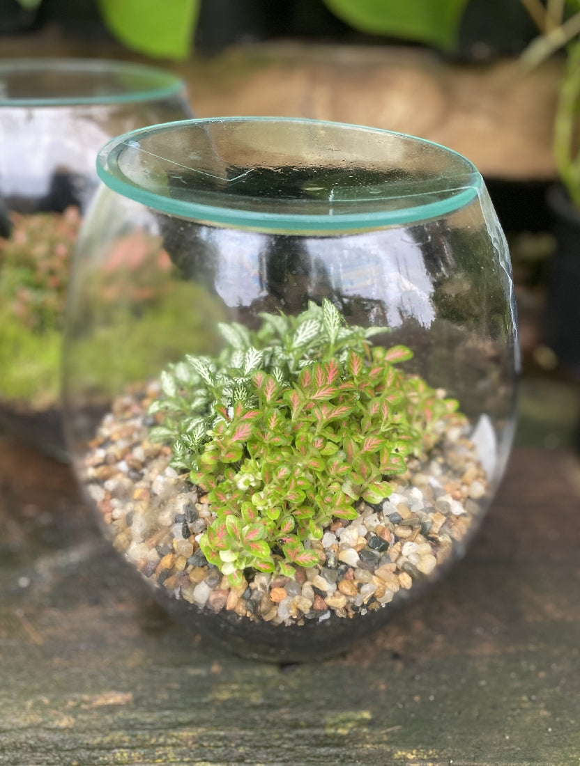 Forest Mini Terrarium close-up of interior plants and arrangement