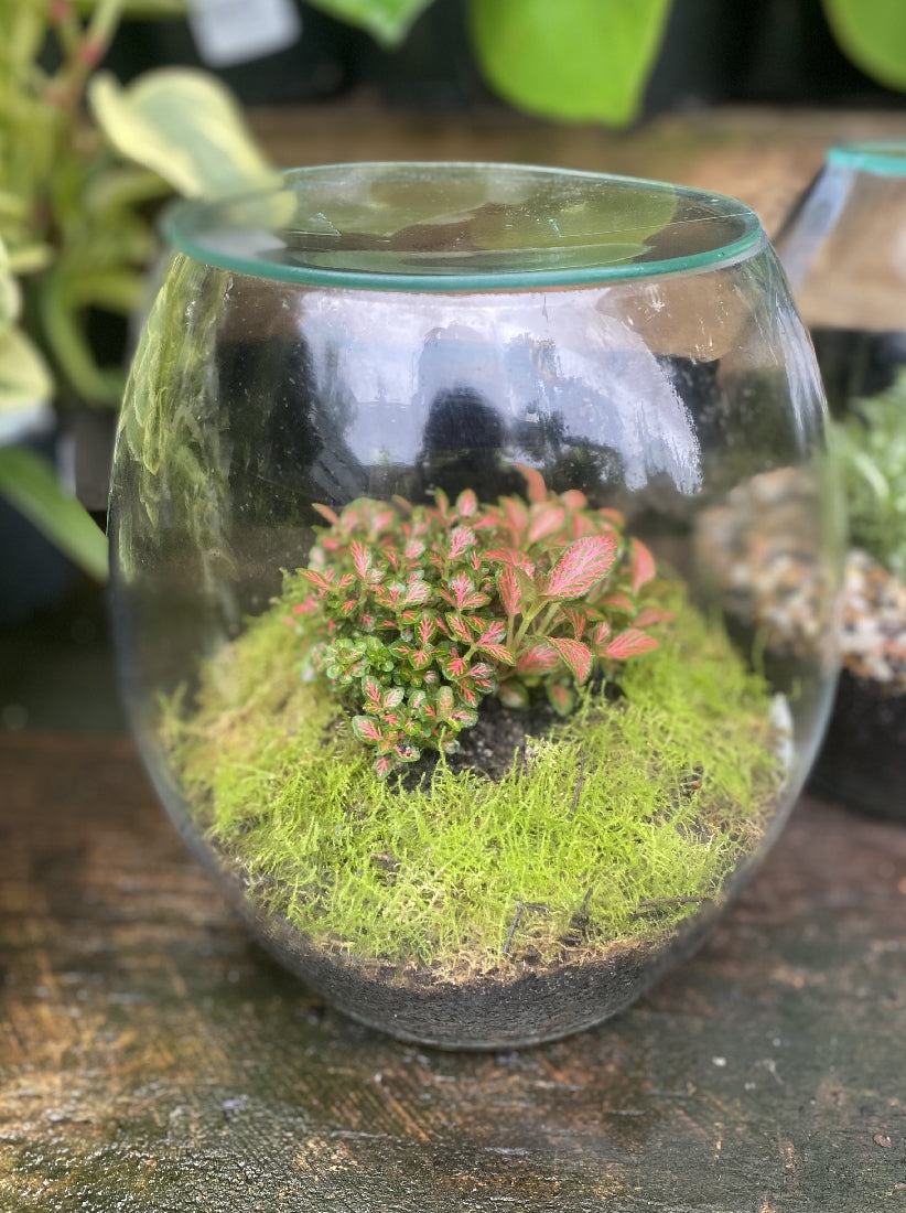 Forest Mini Terrarium close-up of interior plants and arrangement