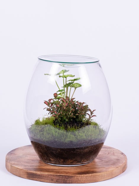 Forest Eco Terrarium showing planted miniature garden with moss and foliage