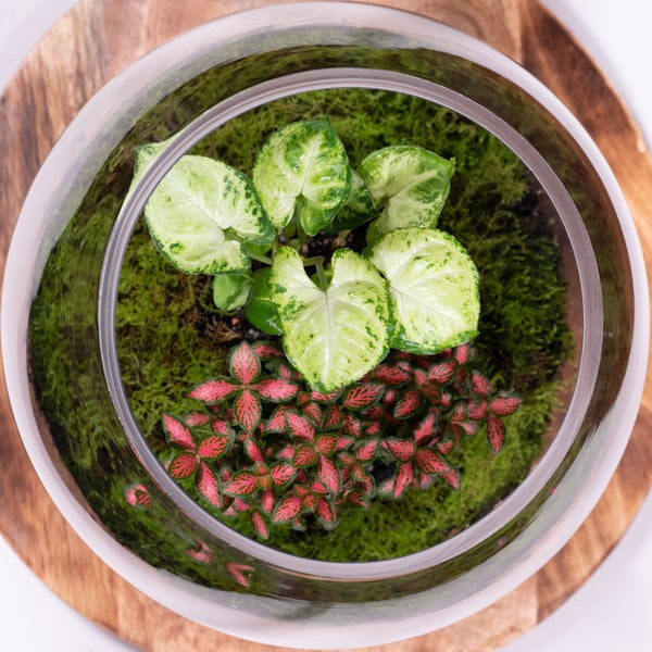Forest Eco Terrarium close-up of interior plants and arrangement