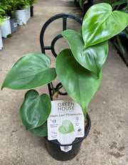 Philodendron Cordatum in nursery pot showing full plant