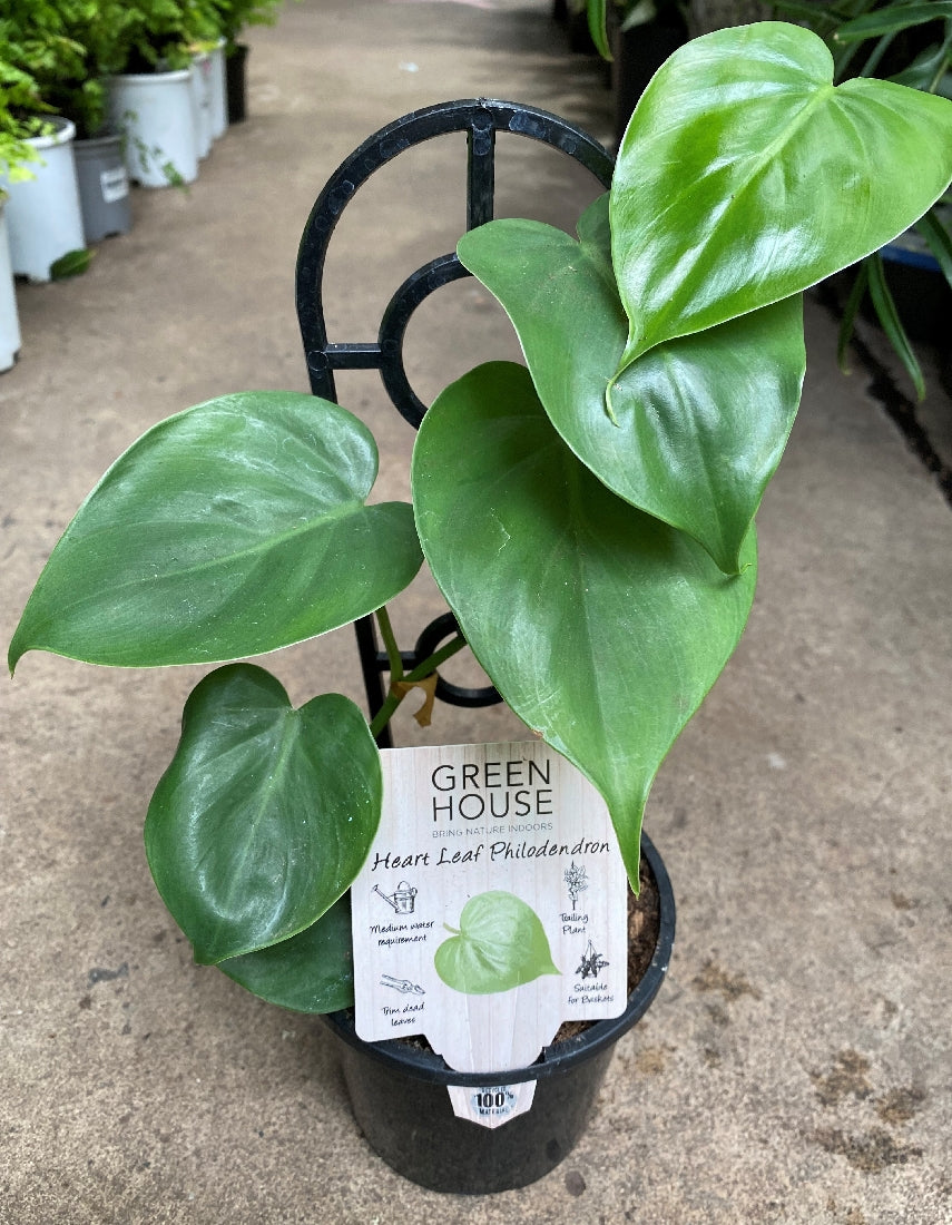 Philodendron Cordatum in nursery pot showing full plant