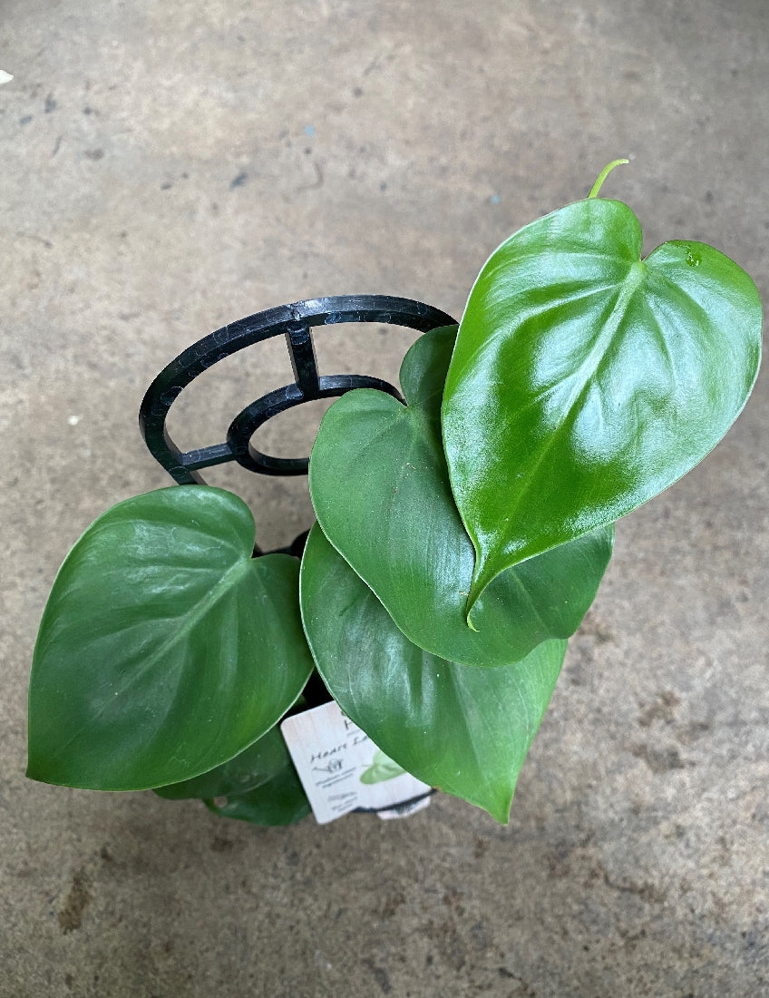 Philodendron Cordatum foliage close-up