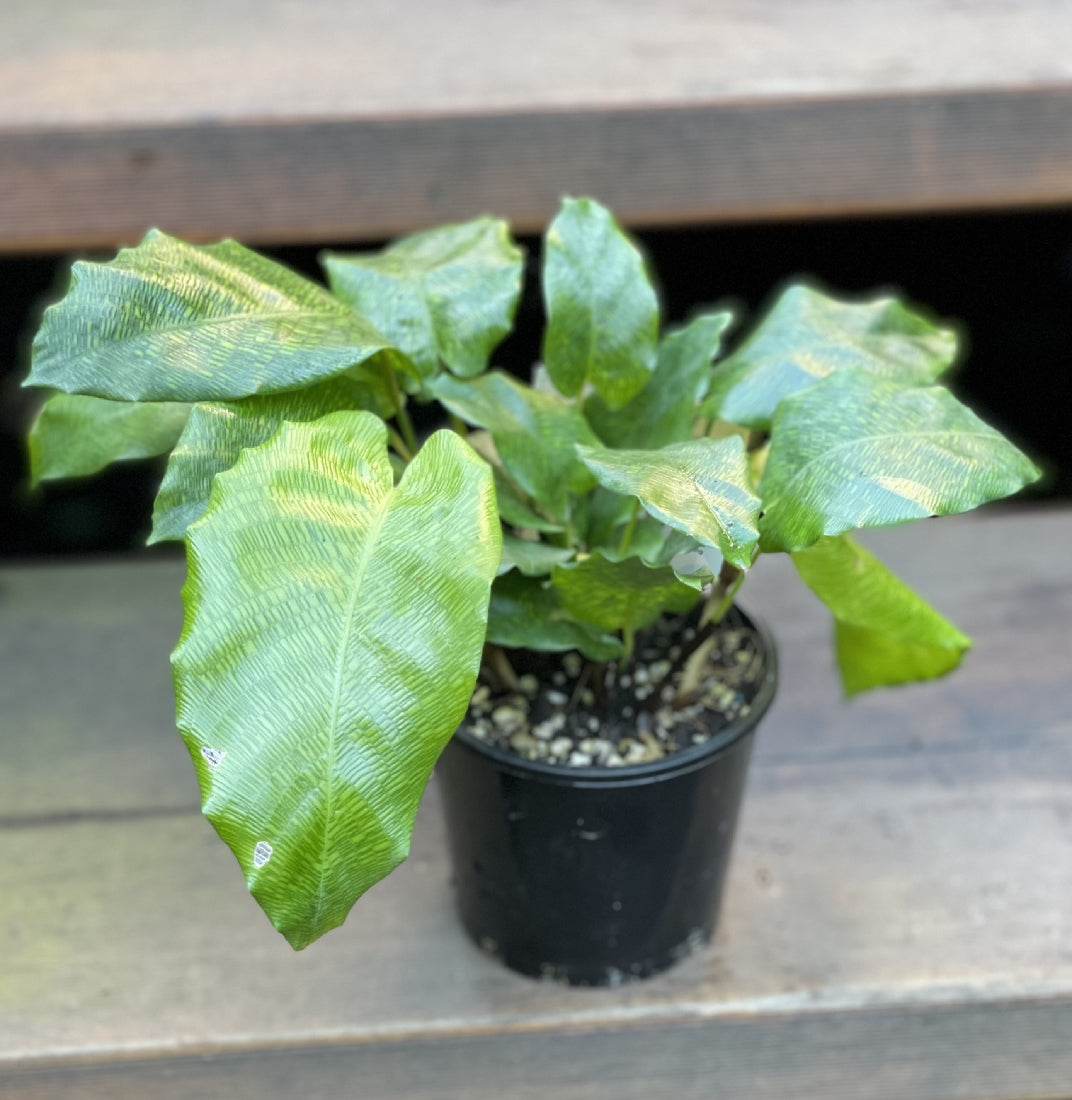 Calathea Musaica in nursery pot showing full plant