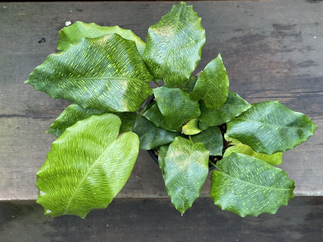 Calathea Musaica foliage close-up