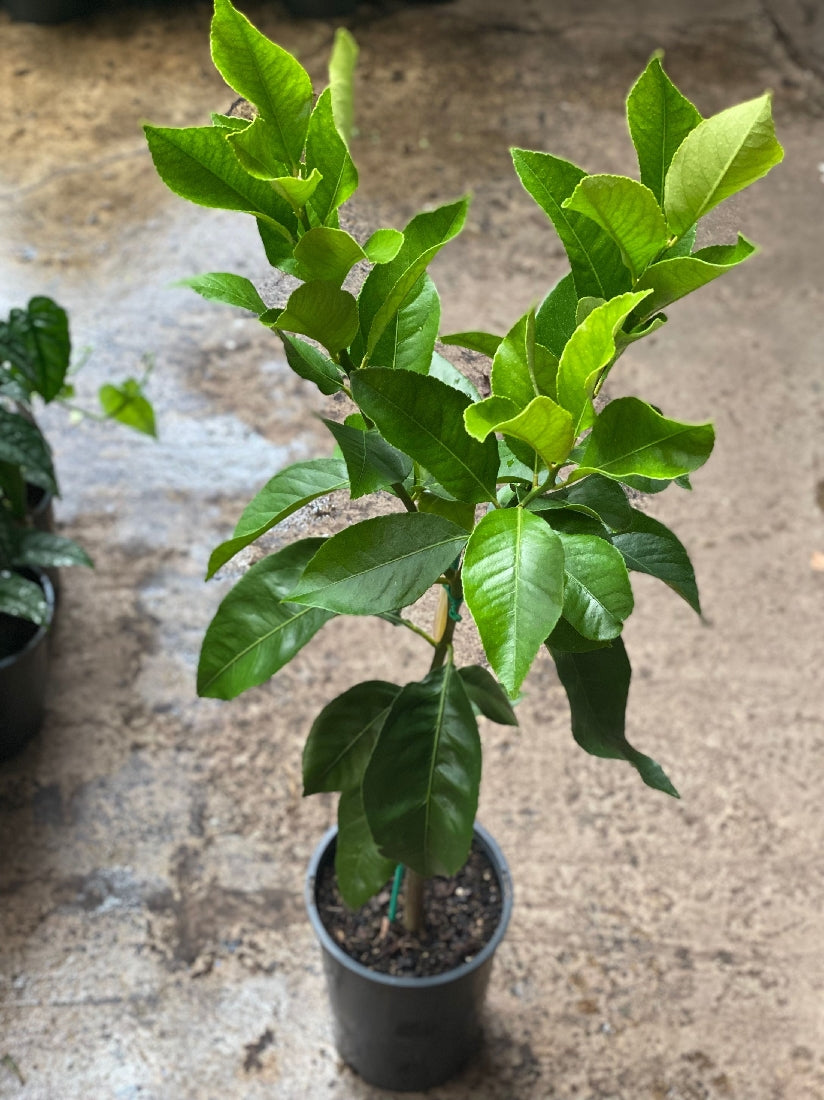 Eureka Lemon tree in nursery pot with foliage