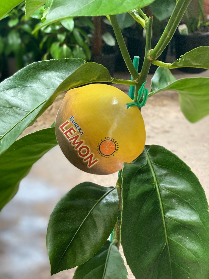 Eureka Lemon foliage and fruit close-up
