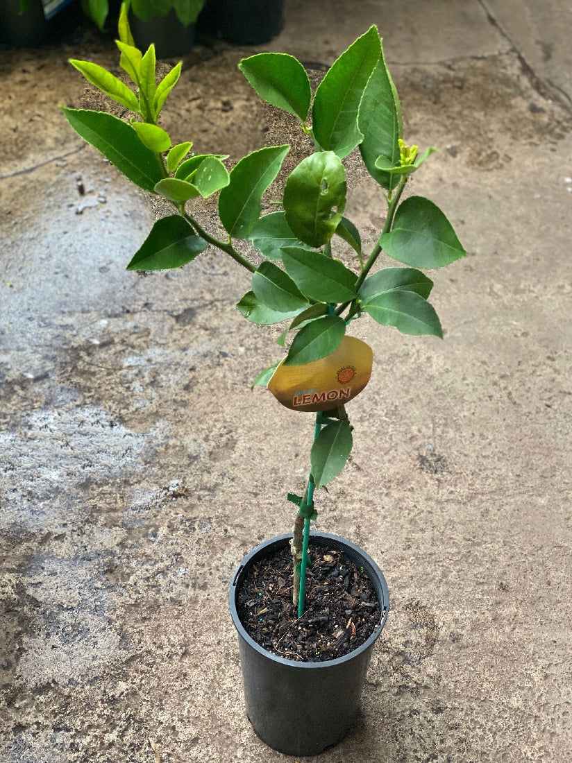 Meyer Lemon tree in nursery pot with foliage